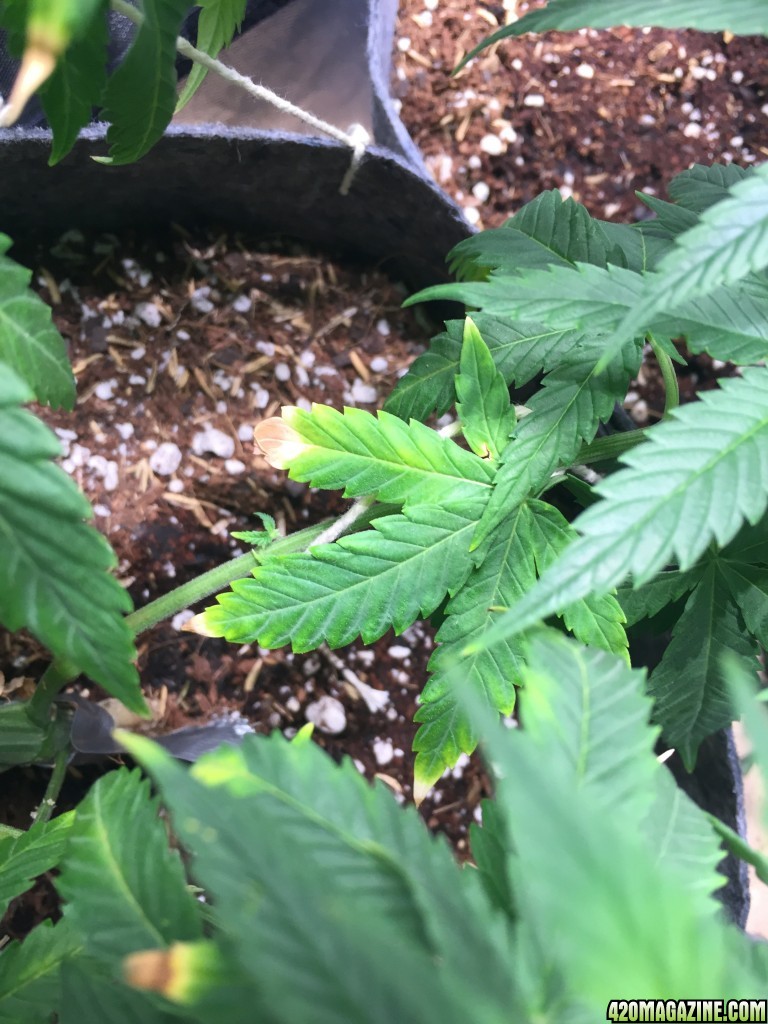 Blackwater Indica Indoor Soil