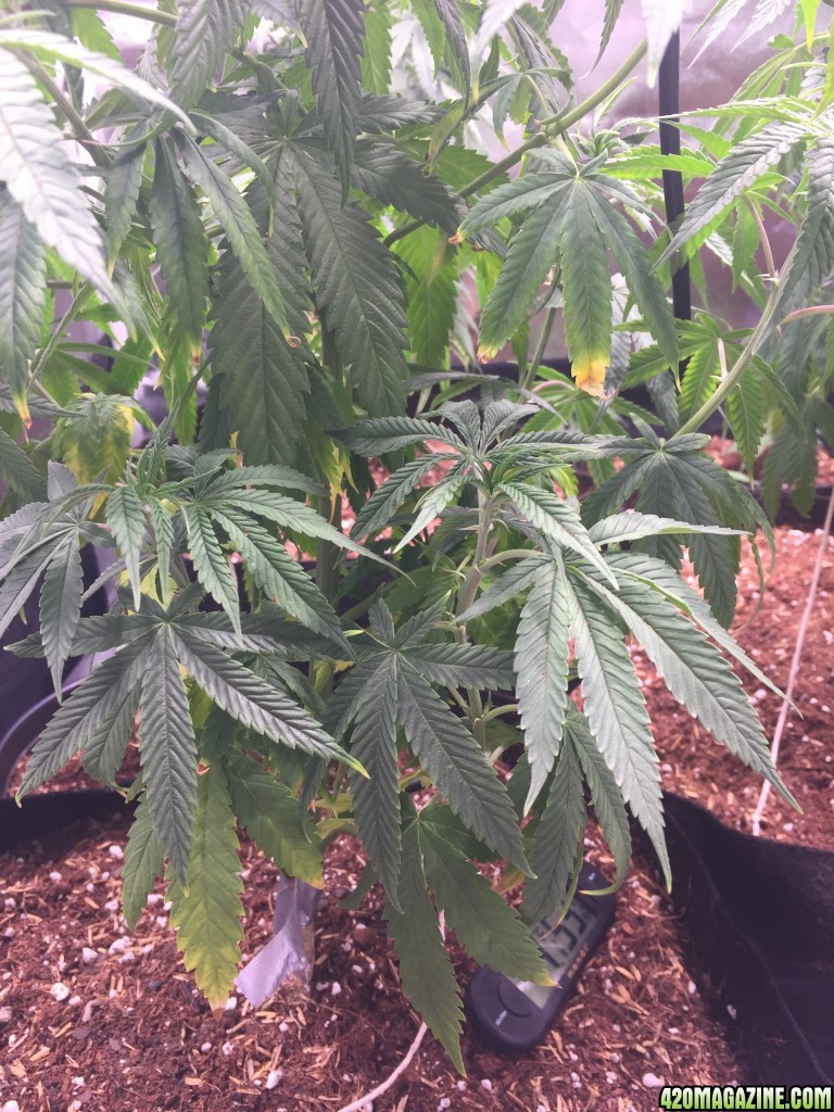 Blackwater Indica Indoor Soil