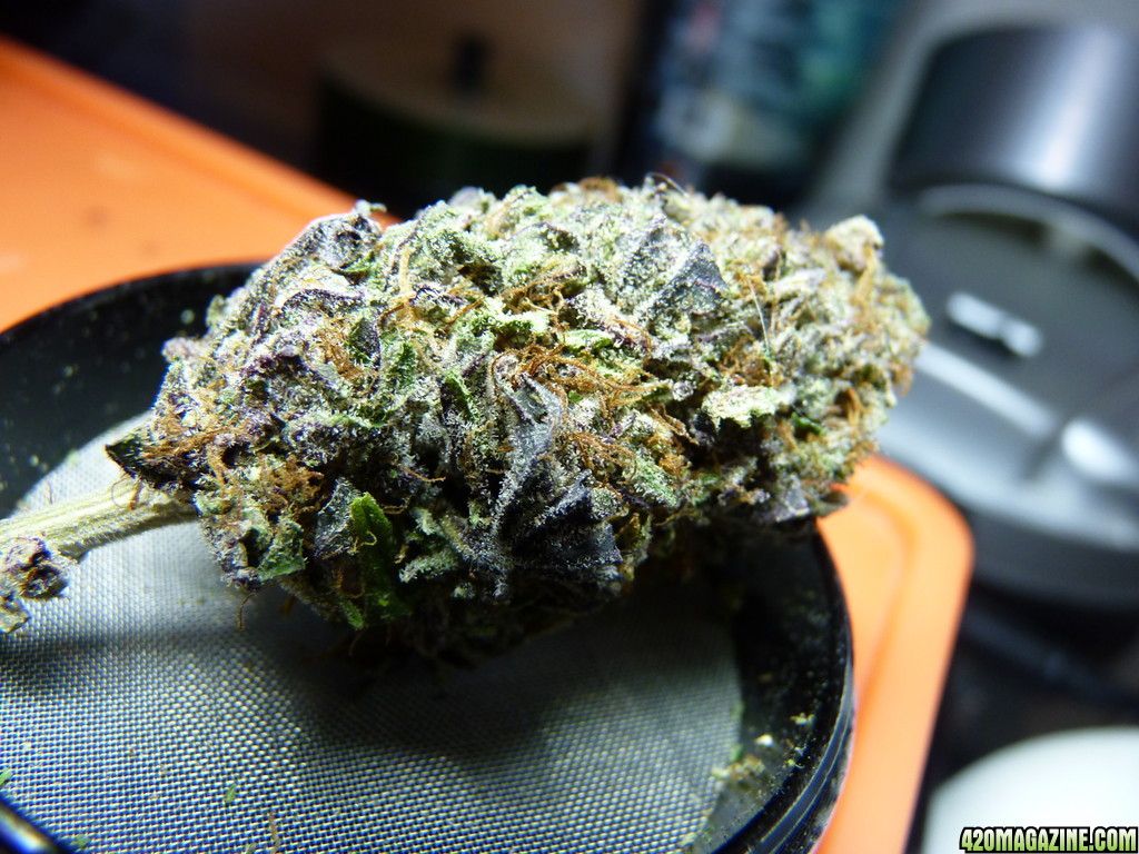 Blackwater Kush