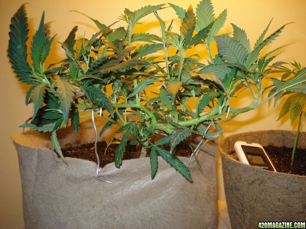 Blackwater OG clone