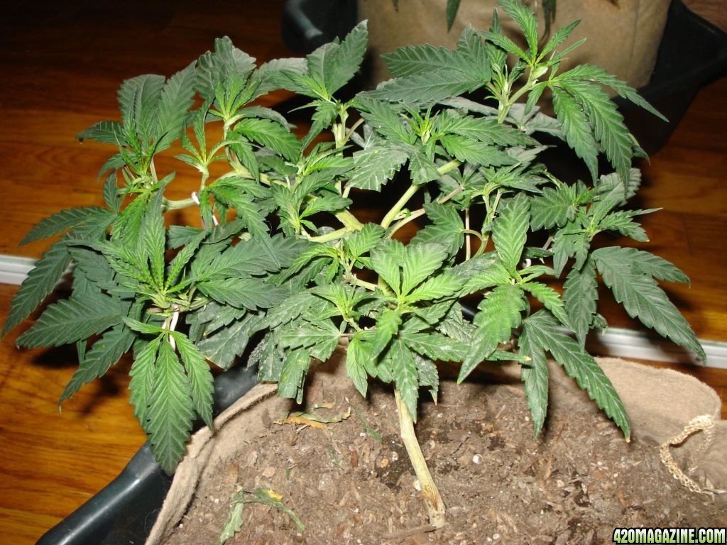 blackwood og clone four weeks vegging