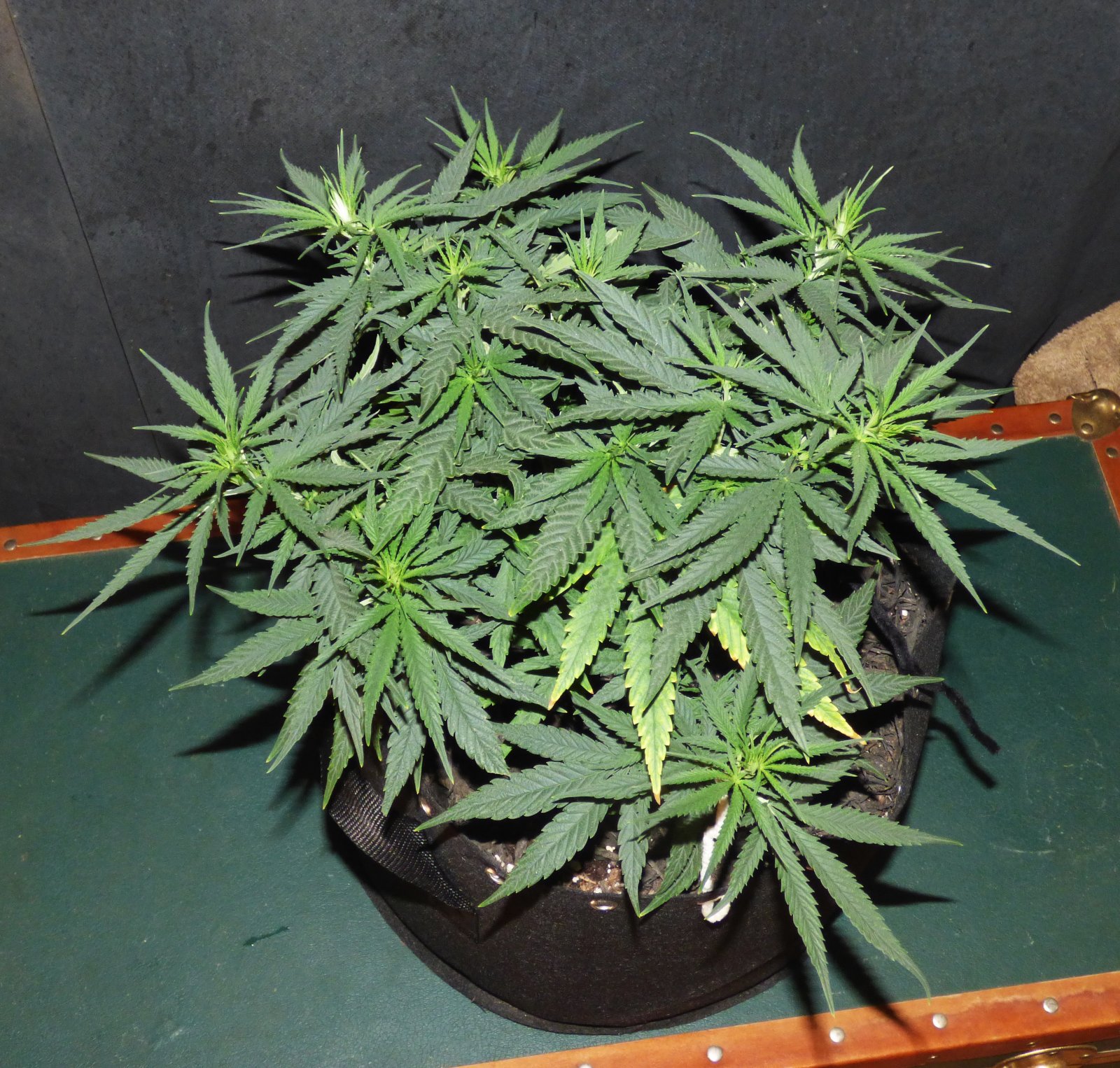 Blk Domina 3-24-22 Day 47.JPG