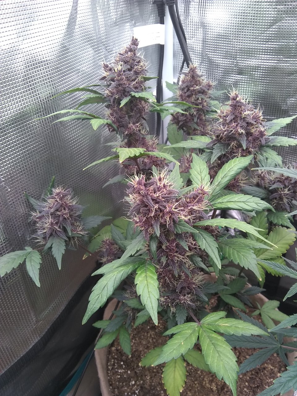 Bloody Skunk auto