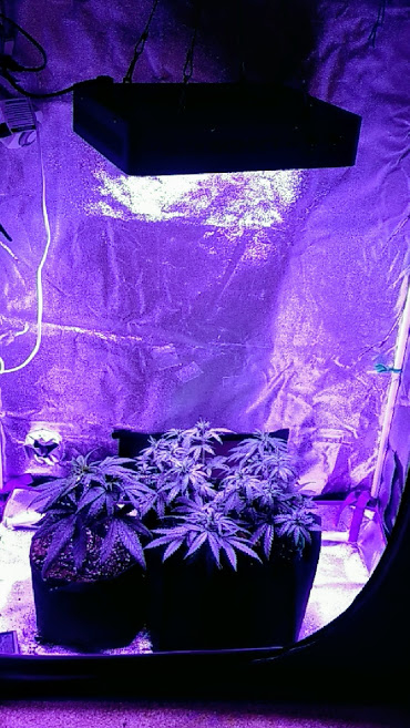 Bloomspect 1200 LED.jpg