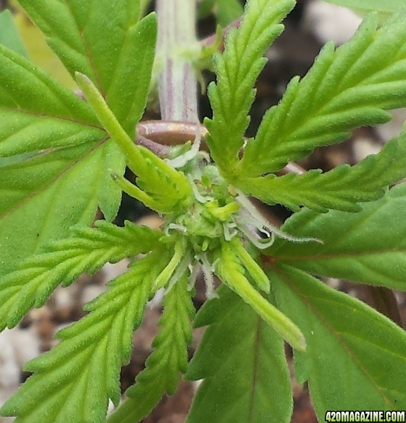 Blue 3 pistils day 26