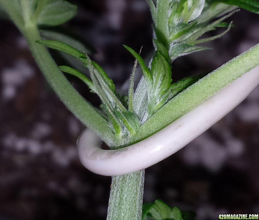 Blue 4 day 33 pistils?