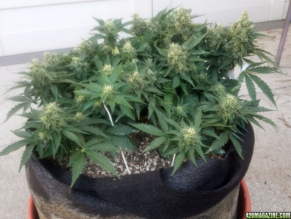 Blue 4 day 80