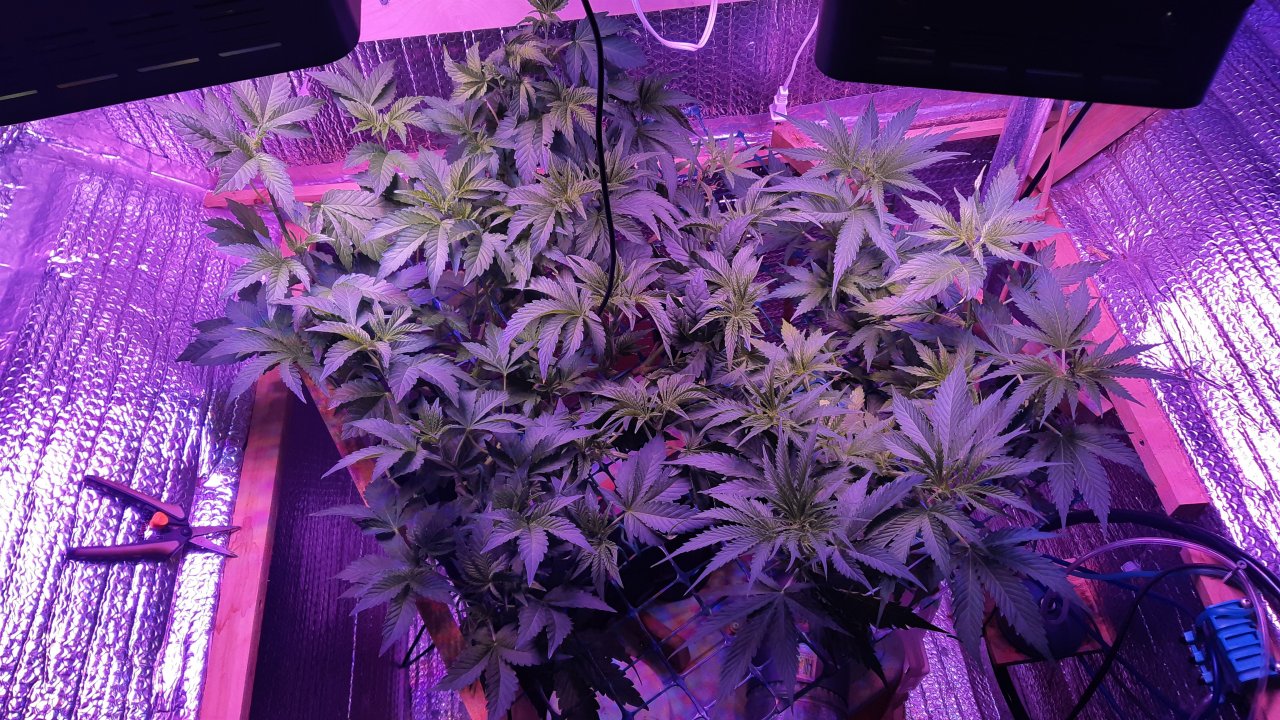 Blue Berry   48 hrs. before 12/12