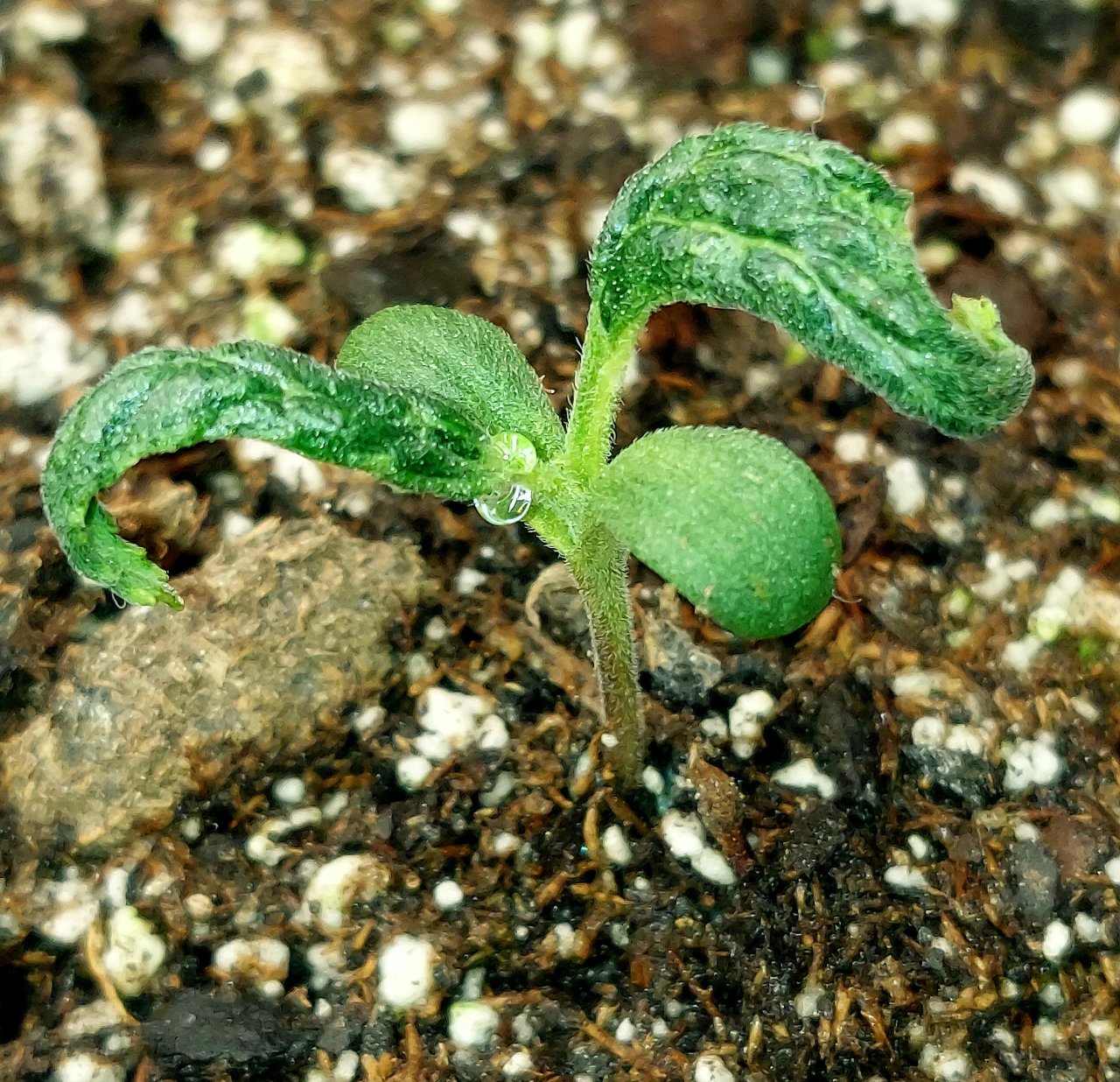 Blue Cheese Auto-Summer Grow 2023