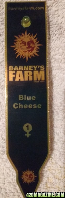 Blue Cheese (Barney's Farm)