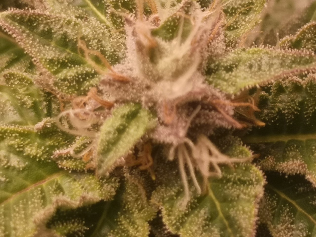 Blue Cheese - w6d3 flowering - those colors <3