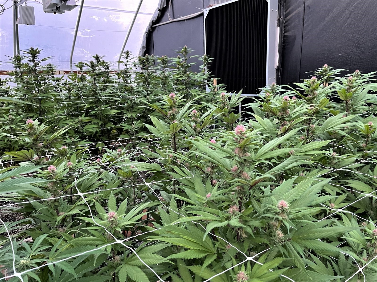 Blue City Diesel Greenhouse grow.jpg