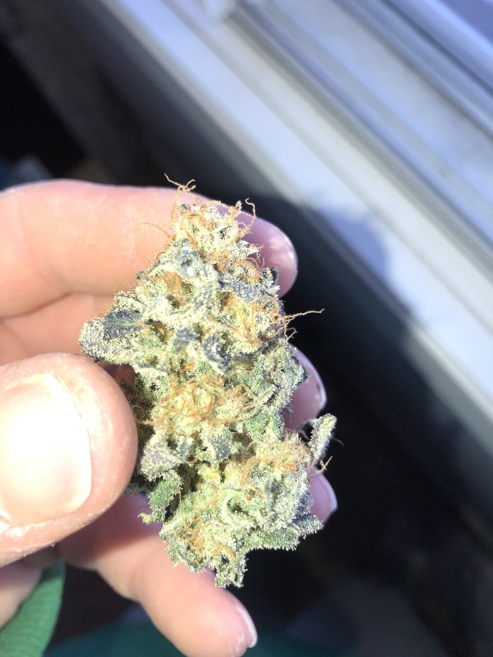 Blue Cookie Nug