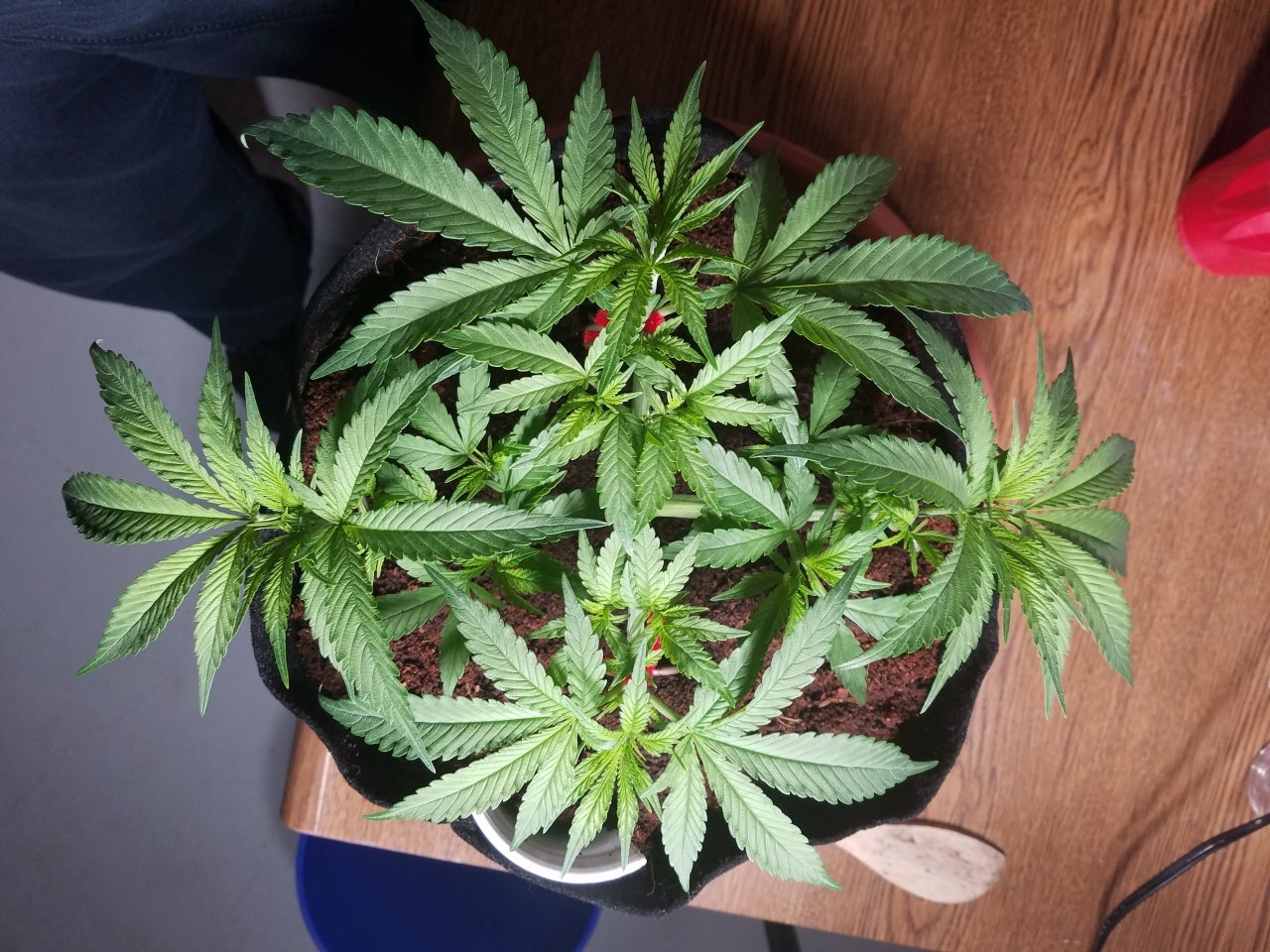 blue dream 10-06-2018.jpg