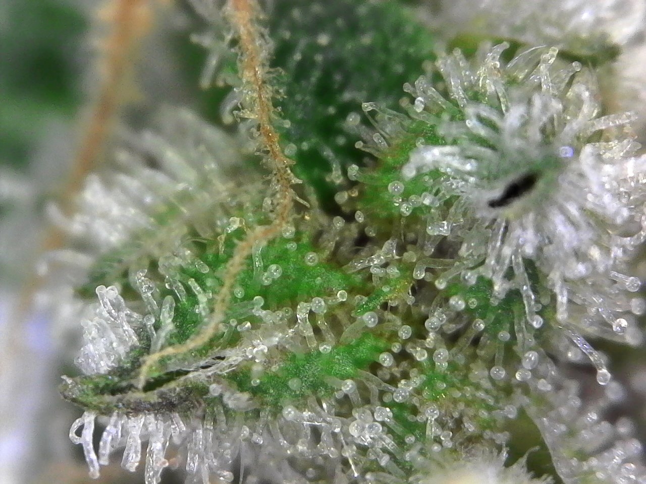 Blue Dream 12-29-2018.jpg