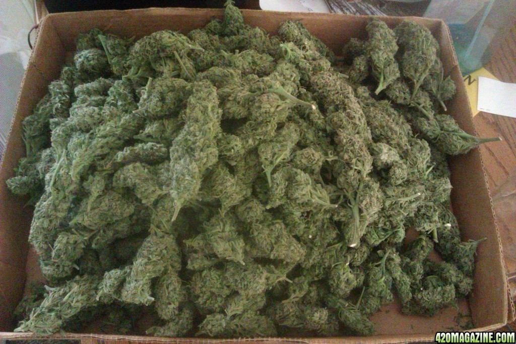 Blue Dream 1lb harvest one plant 2012