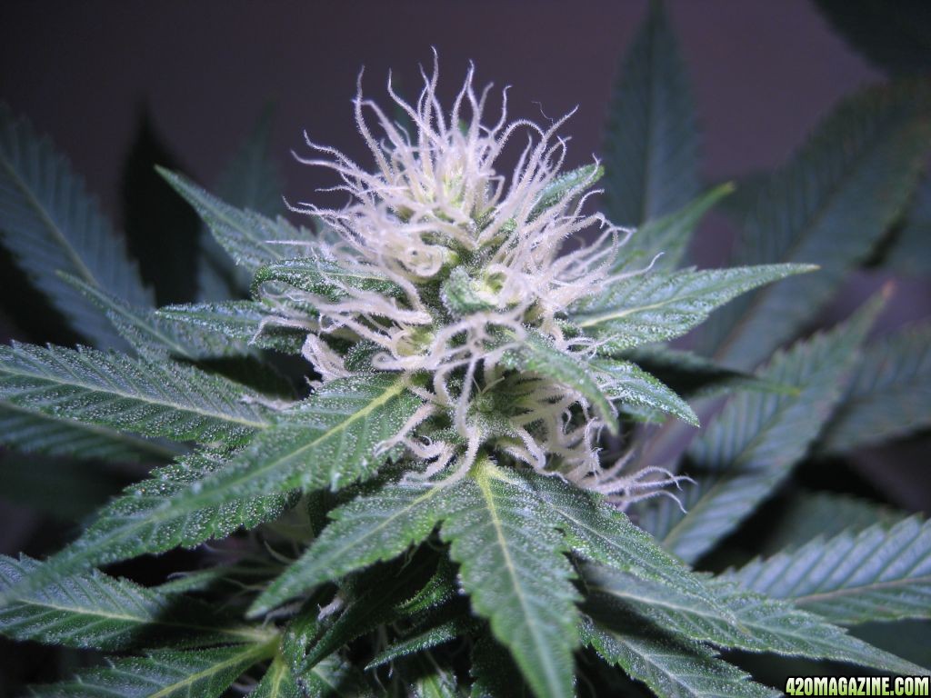 Blue Dream #2 Flowering Day 28