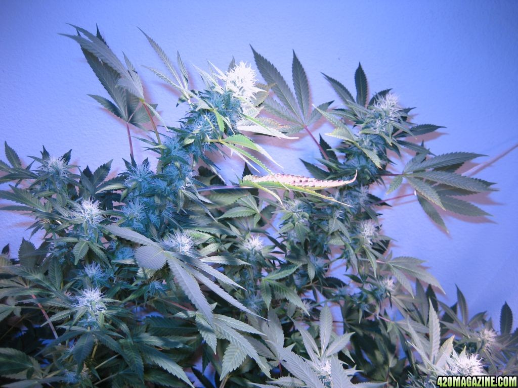 Blue Dream #2 Flowering Day 28