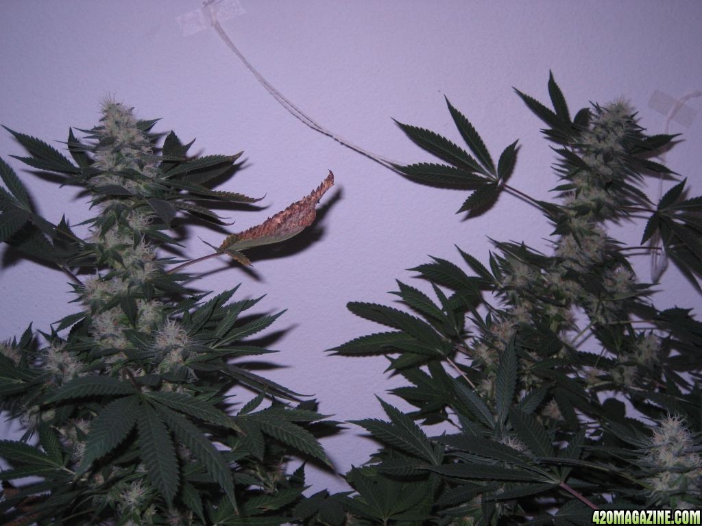 Blue Dream #2 Flowering Day 37