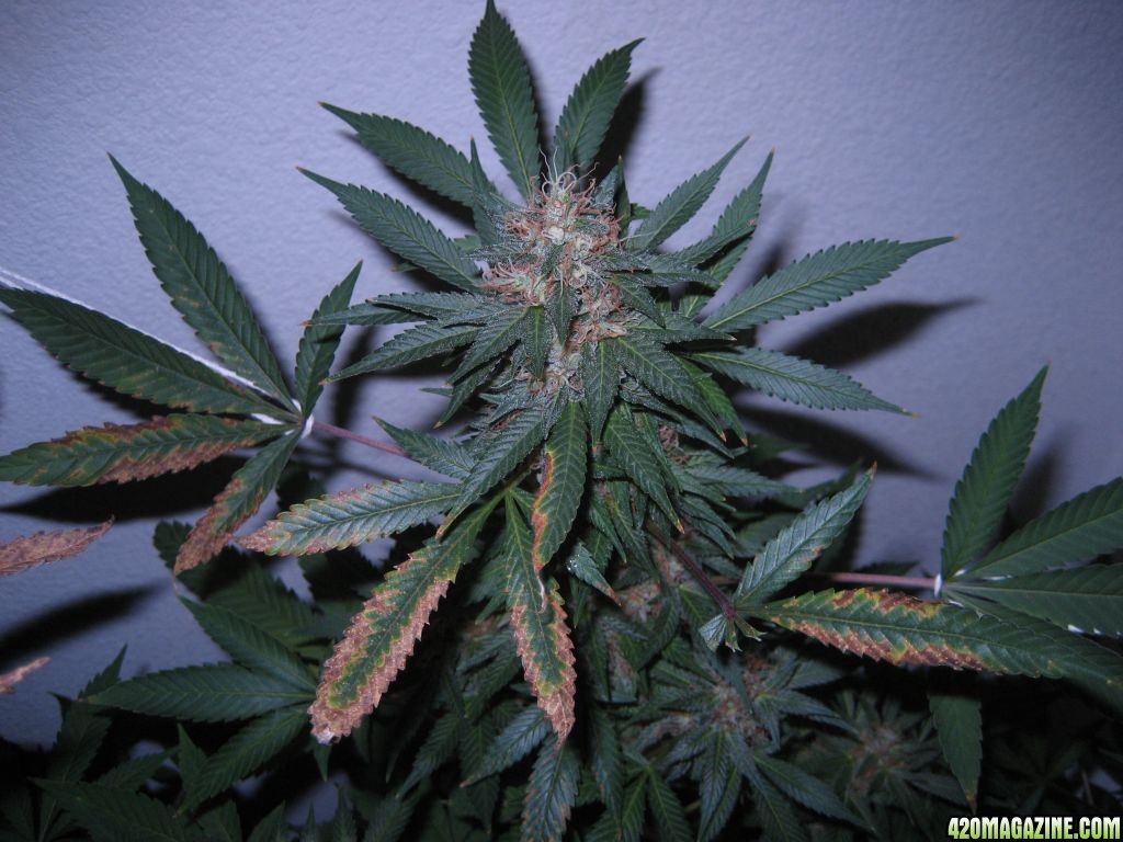 Blue Dream #2 Flowering Day 50