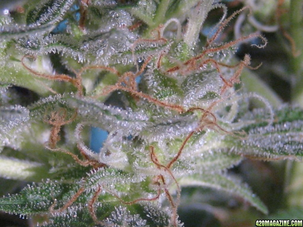 Blue Dream #2 Flowering Day 54