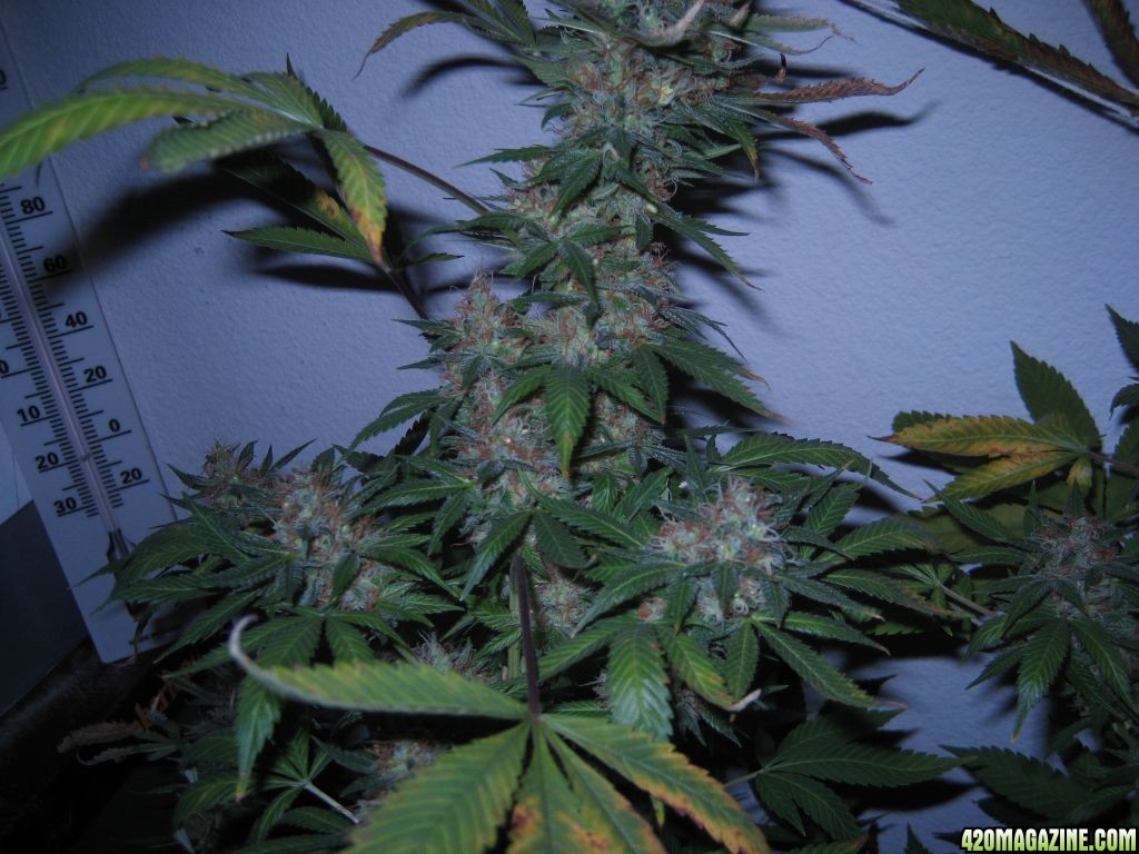 Blue Dream #2 Flowering Day 60