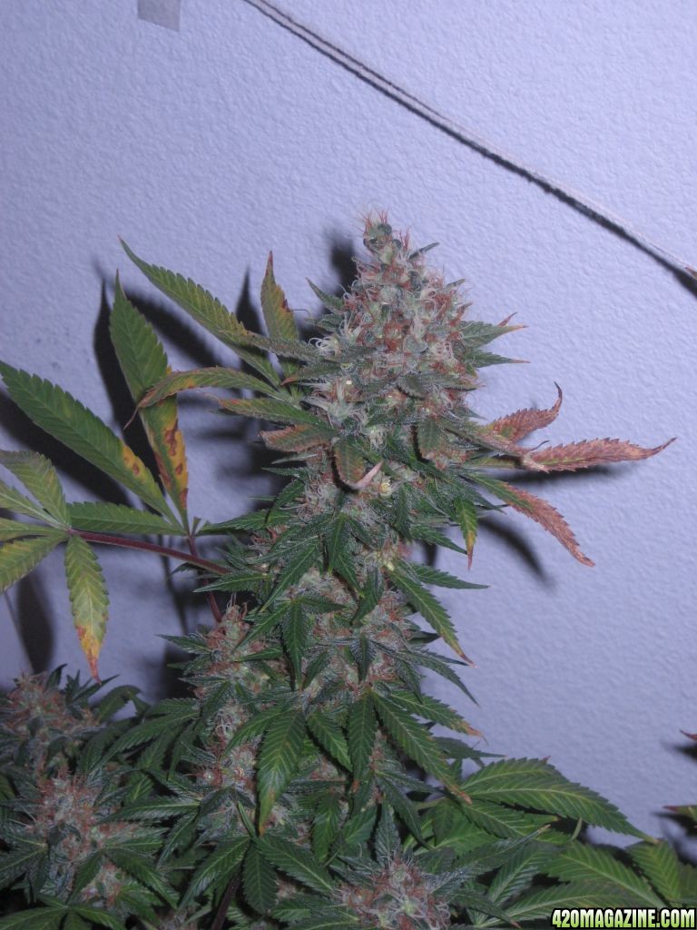 Blue Dream #2 Flowering Day 60