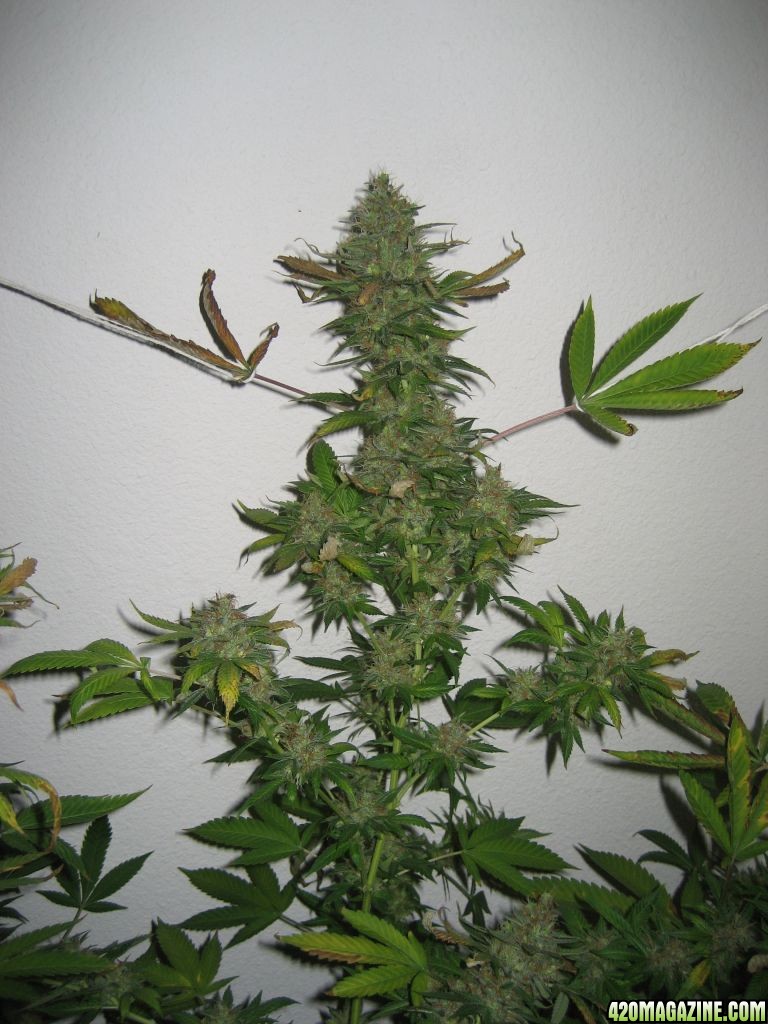 Blue Dream #2 Flowering Day 65