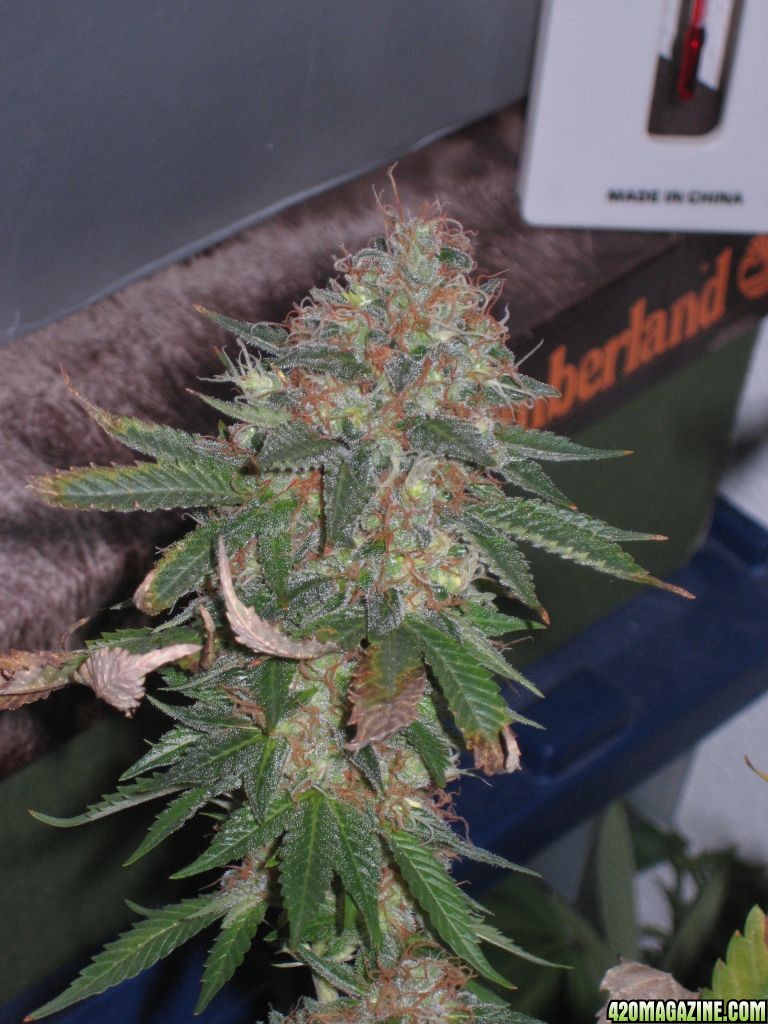 Blue Dream #2 Flowering Day 65