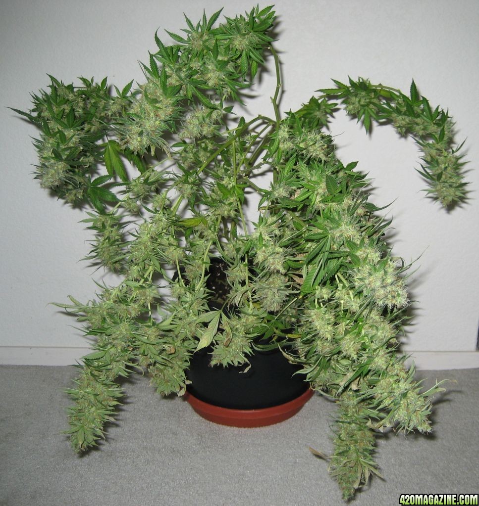 Blue Dream #2 Harvested 5/24/11, Flowered 65 Days