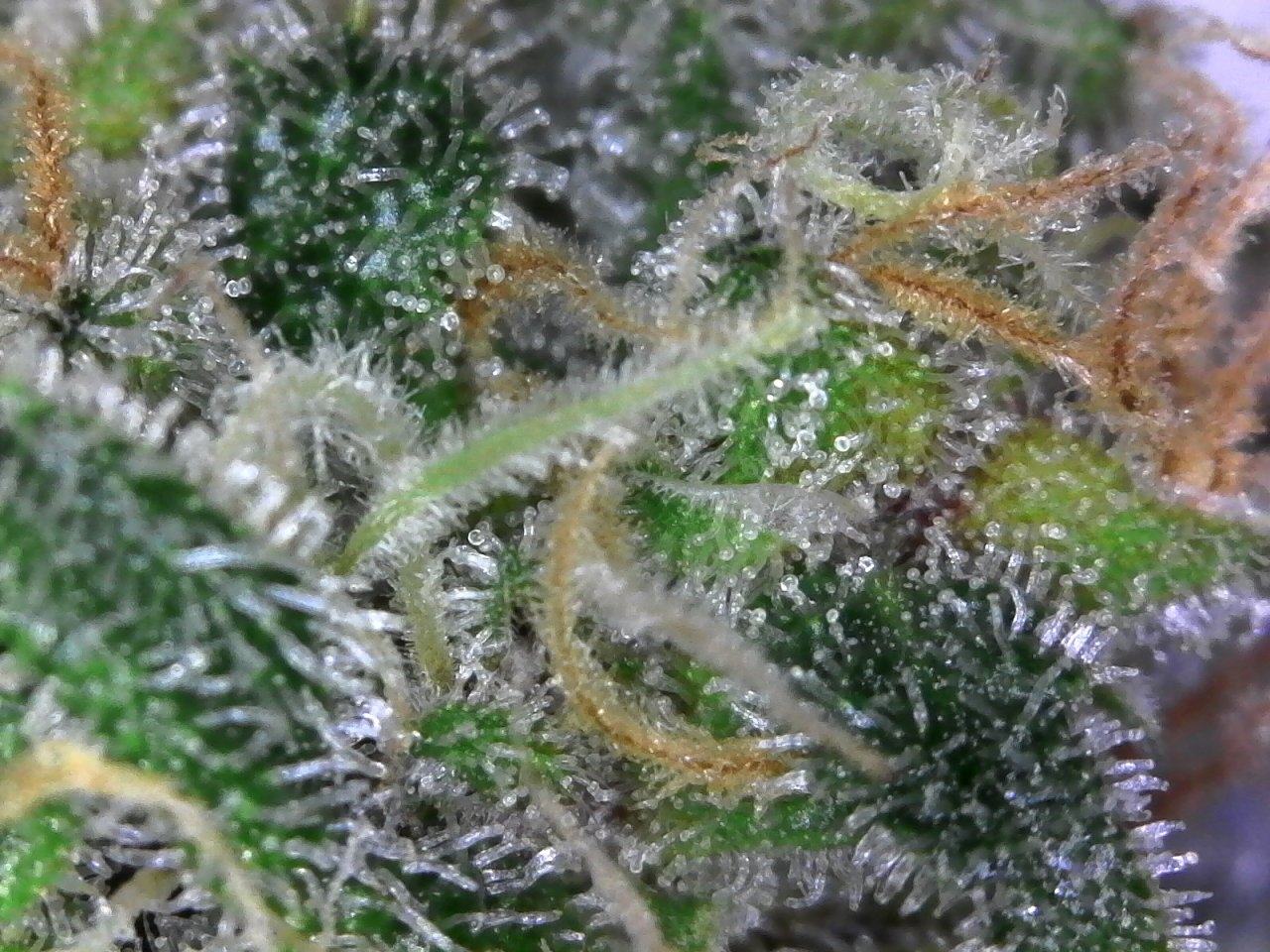 Blue Dream-6 12-21-2018.jpg