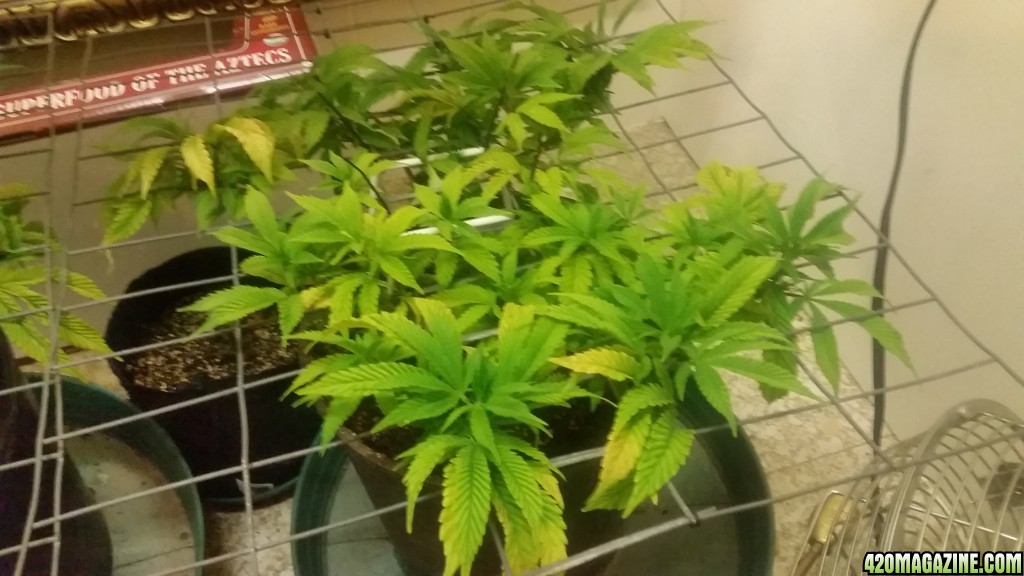 Blue Dream 6th week veg