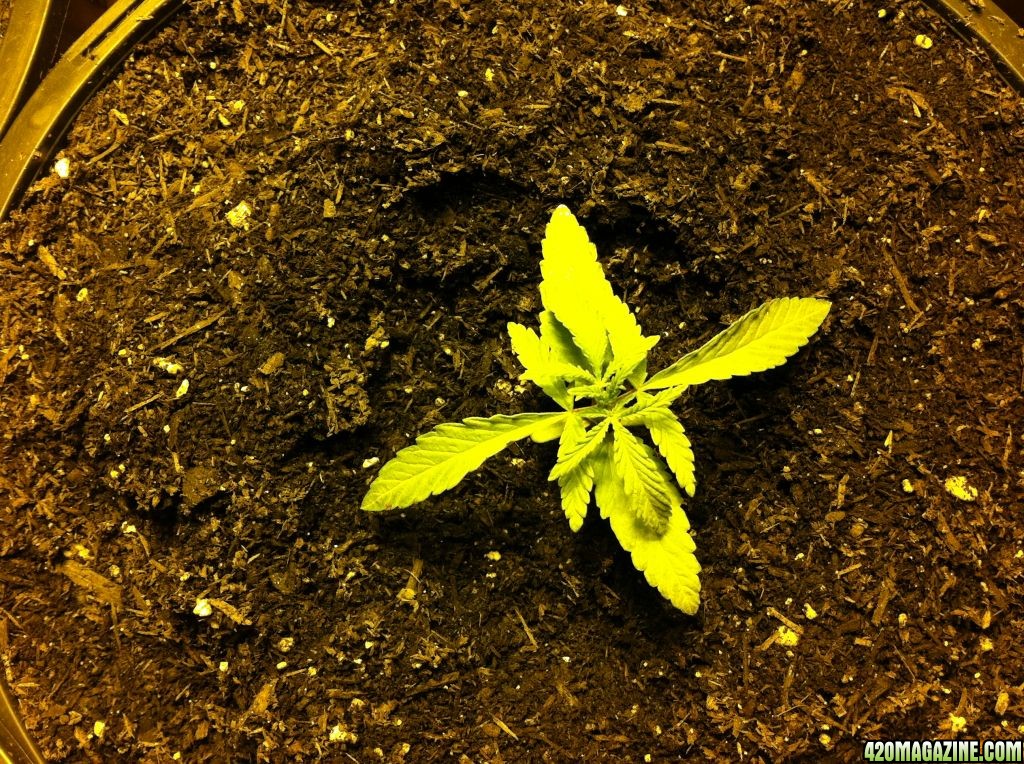 Blue Dream and Green poison about 20 days after sprouting