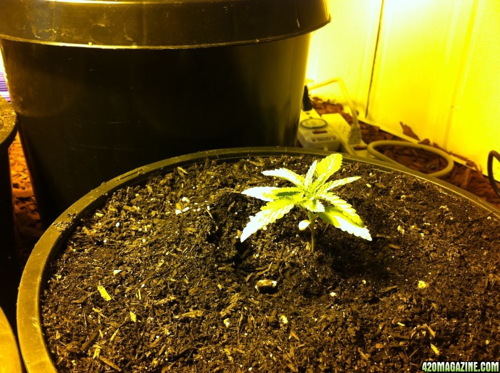 Blue Dream and Green poison about 20 days after sprouting