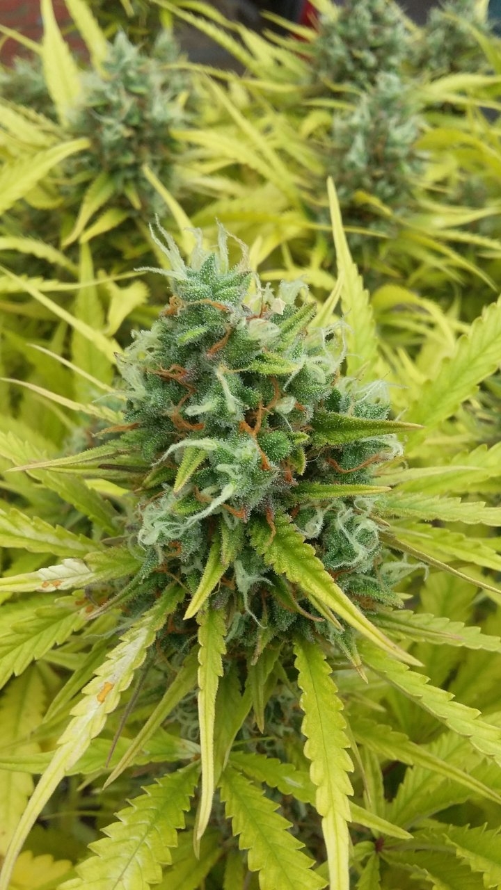 Blue dream bud.jpg