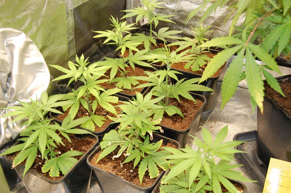 blue-dream-clones-day18.jpg