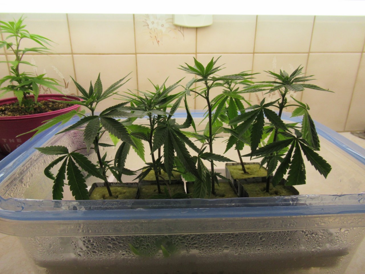 Blue Dream Clones