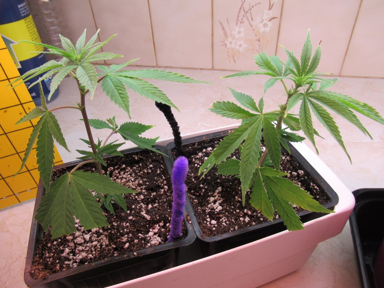 Blue Dream Clones