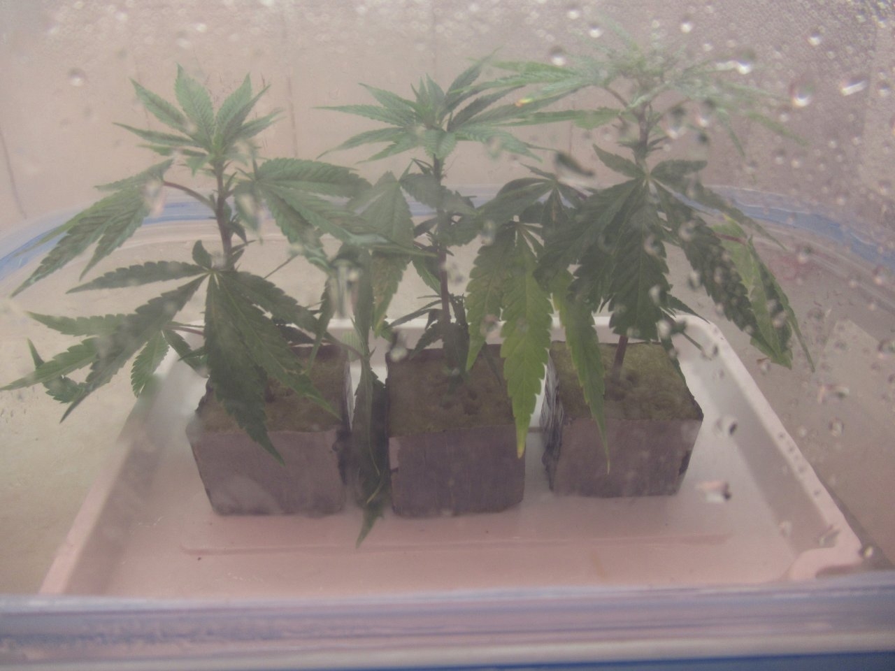 Blue Dream Clones