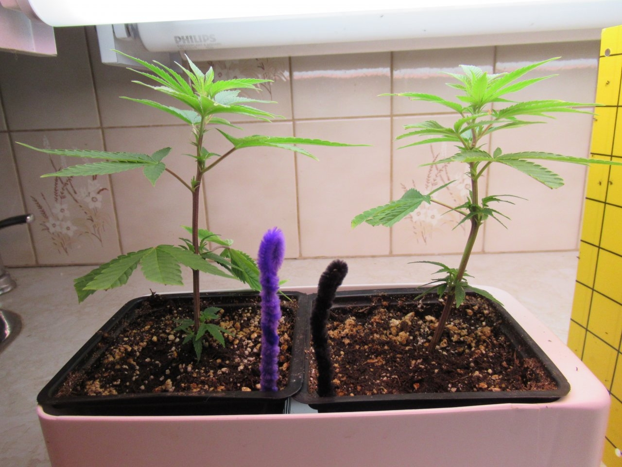 Blue Dream Clones