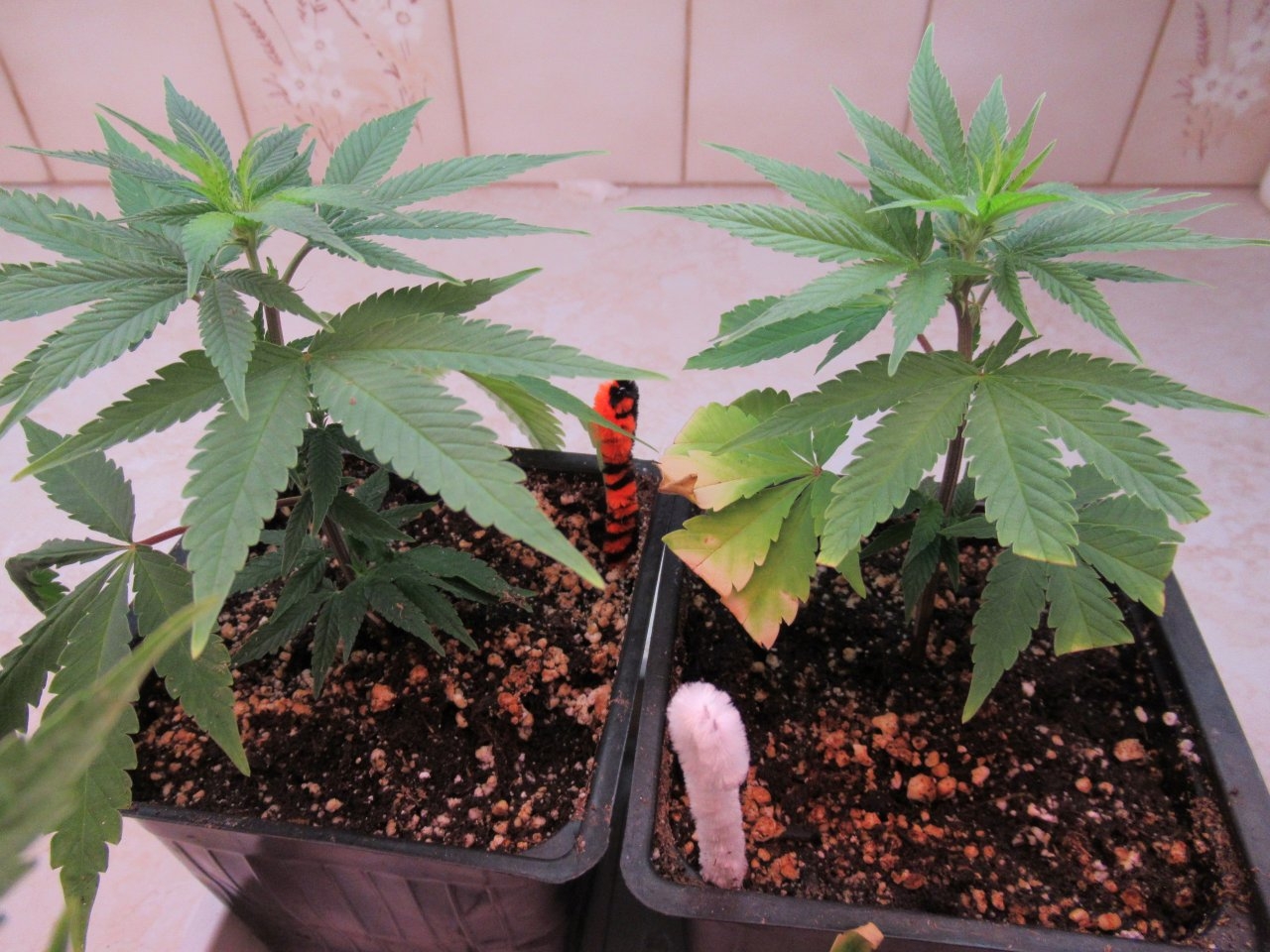 Blue Dream Clones