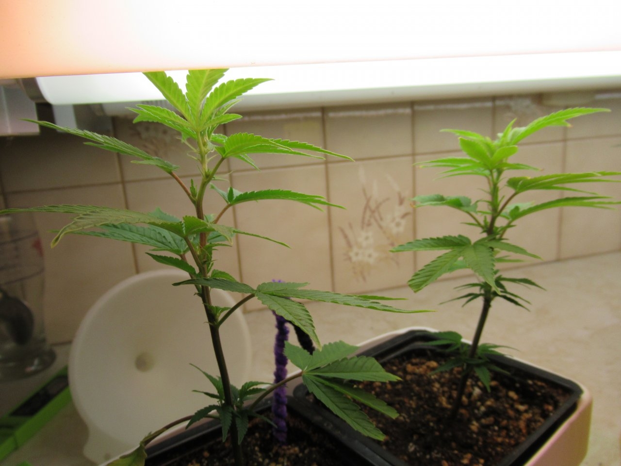 Blue Dream Clones