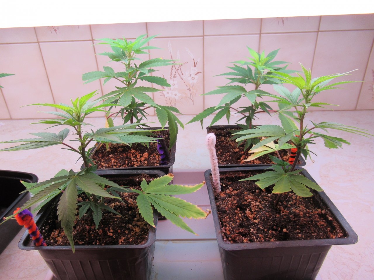 Blue Dream Clones