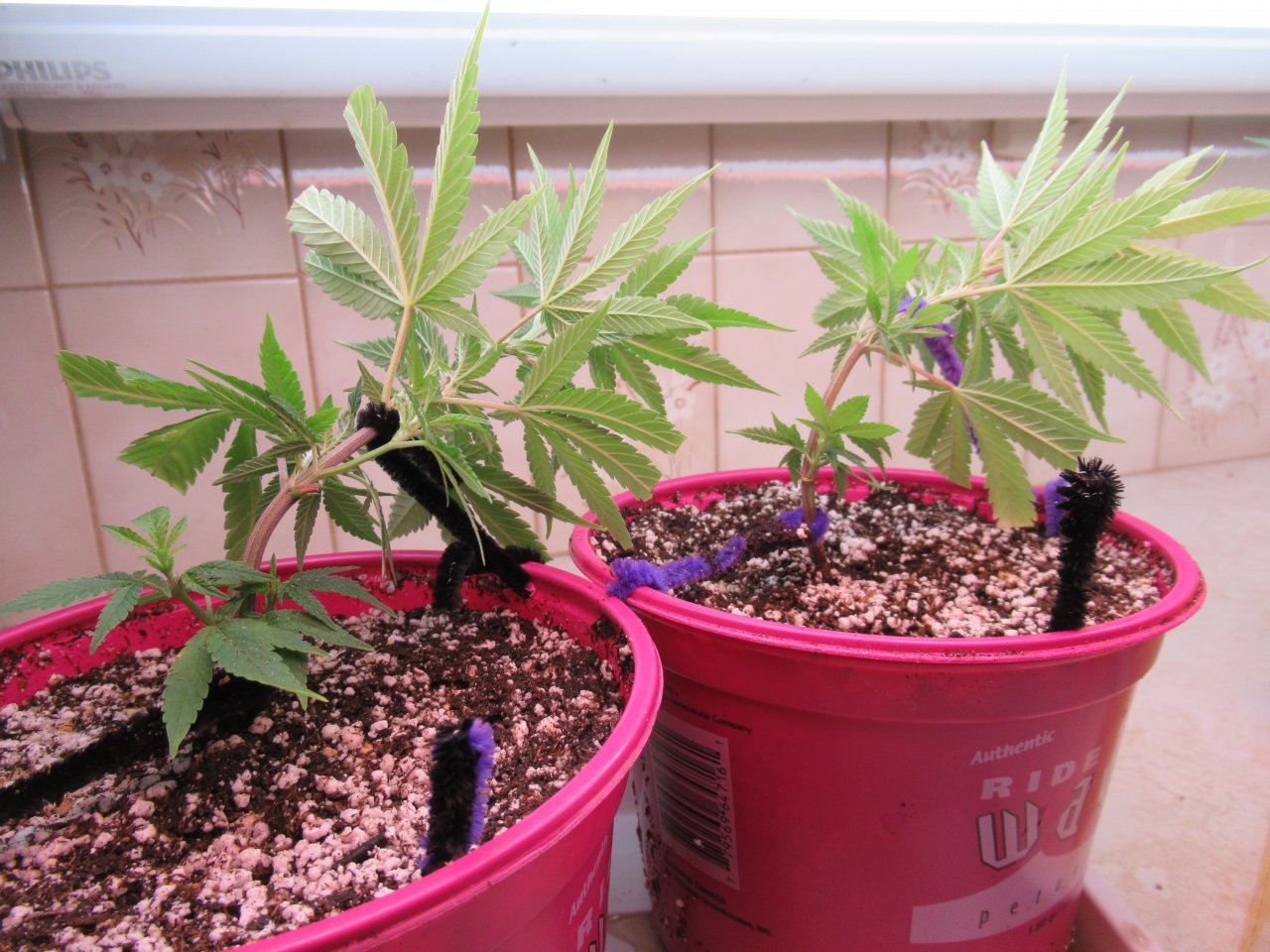 Blue Dream Clones