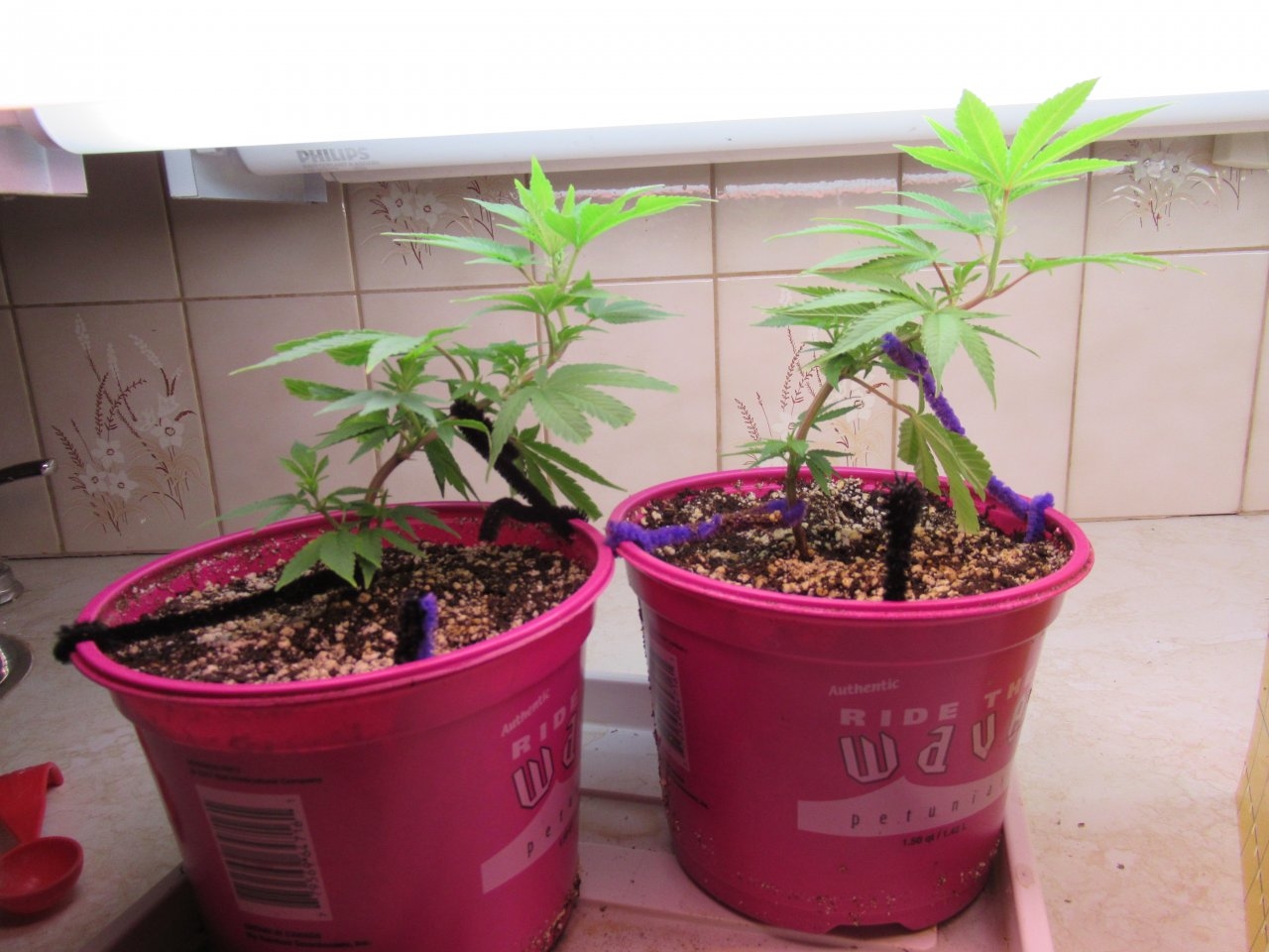 Blue Dream Clones