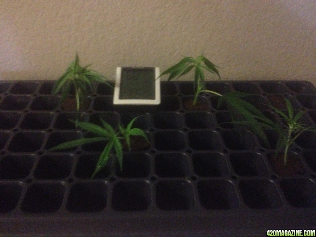 blue dream clones