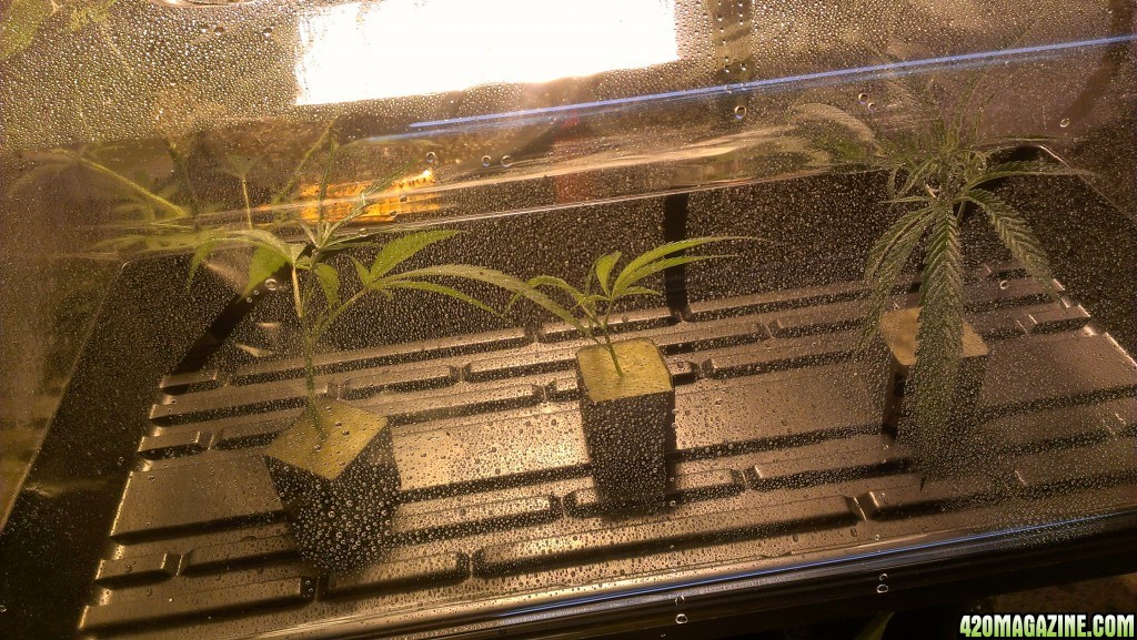 Blue Dream Clones