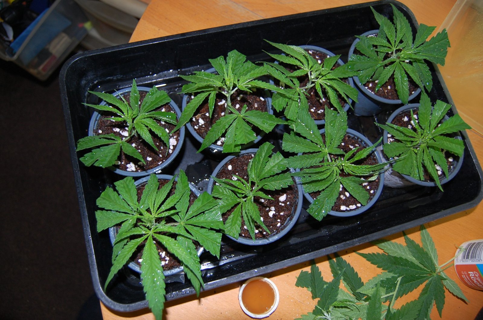 blue-dream-cuttings.JPG