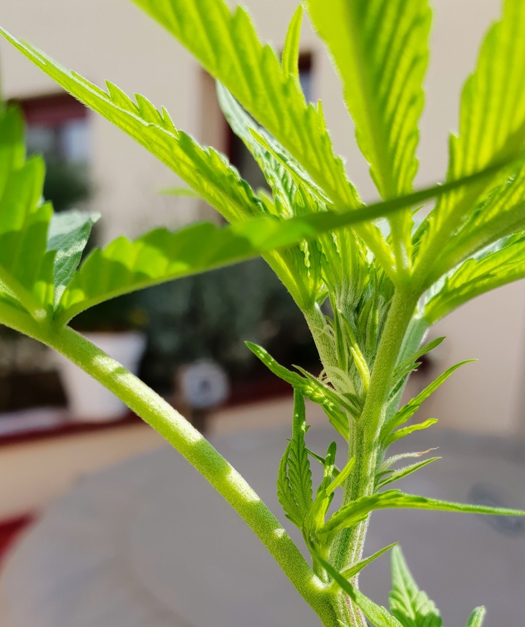 Blue dream day 103 first pistils