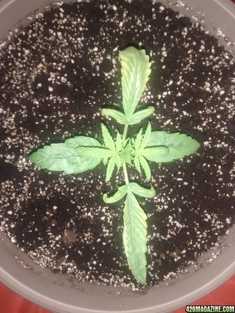 Blue Dream Day 13